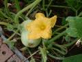 Pumpkin Butternut 